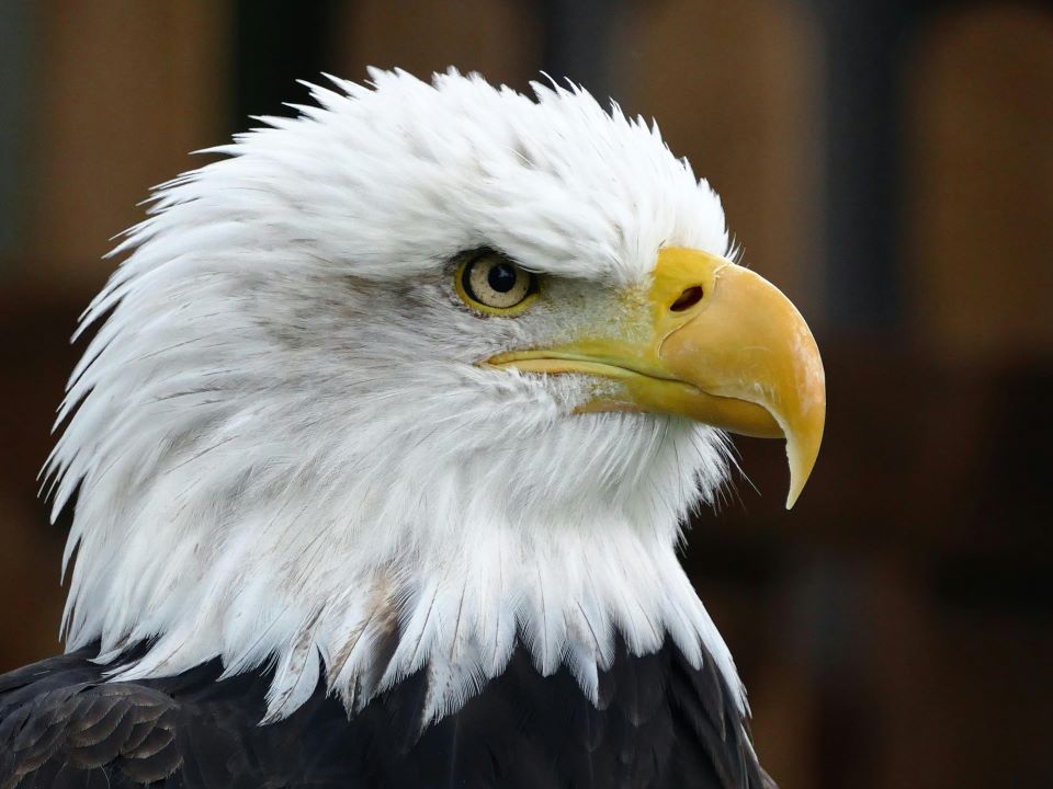 Bald Eagle declared official bird of America